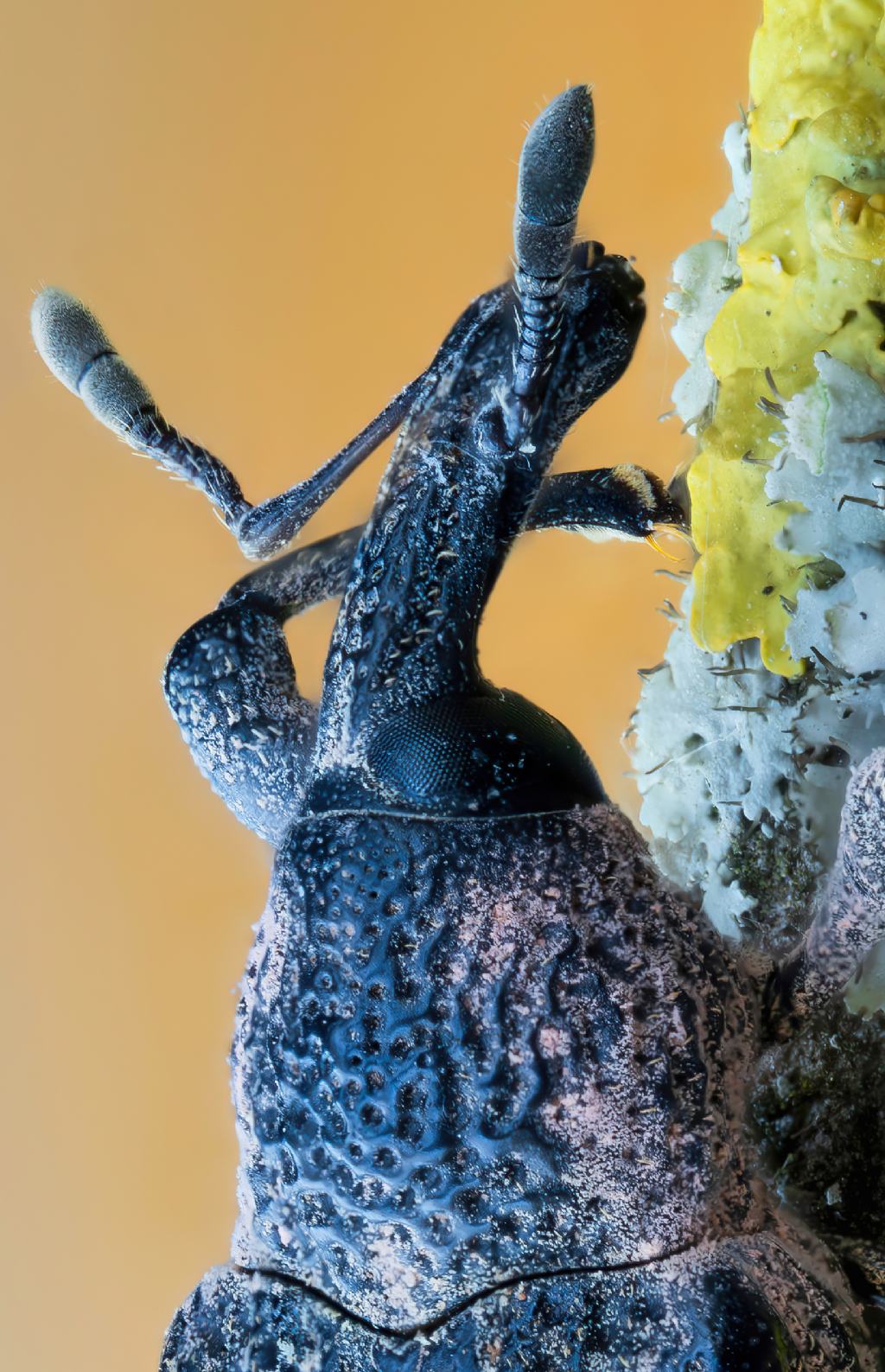 Curculionidae - Aclees taiwanensis? Sì.